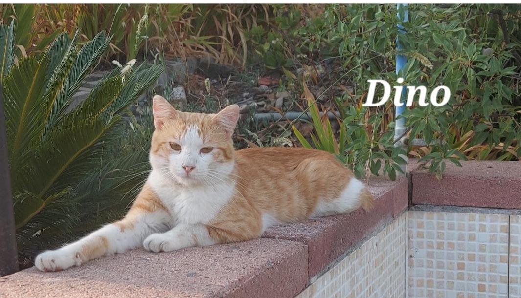 Sa Domu 'E Pisittu Iglesias Exterior foto